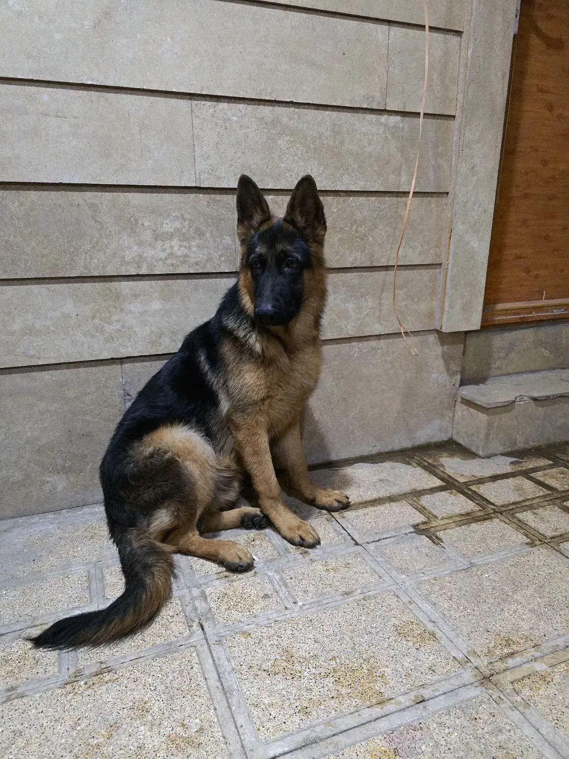 ژرمن بلک فیس پاخرگوشی|سگ|رفسنجان, |دیوار