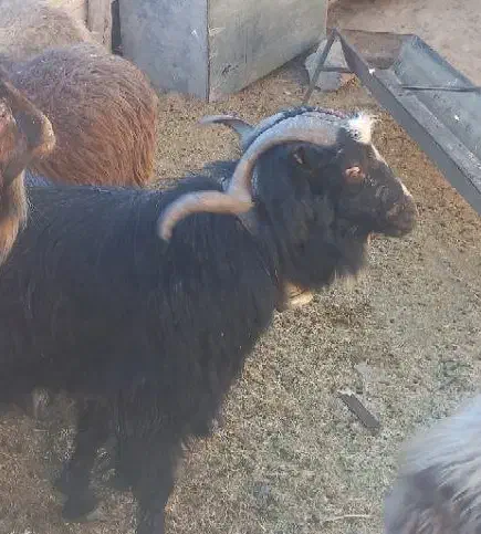 تکه جلوکش|حیوانات مزرعه|کلات (خراسان), |دیوار