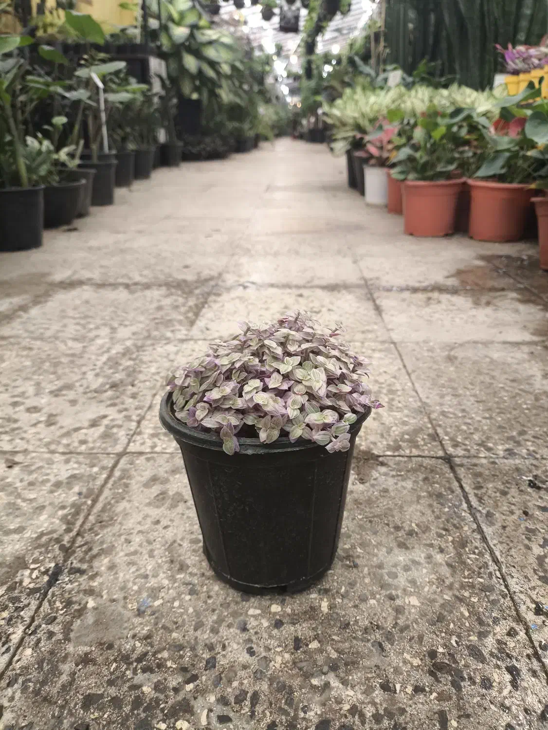 گل و گیاه آپارتمانی کالیسیا|گل و گیاه طبیعی|تهران, عبدلآباد|دیوار