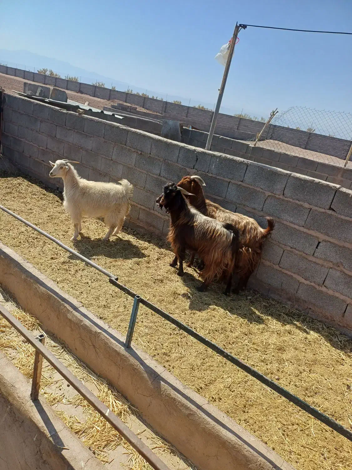 بز پاکستانی|حیوانات مزرعه|نگار, |دیوار