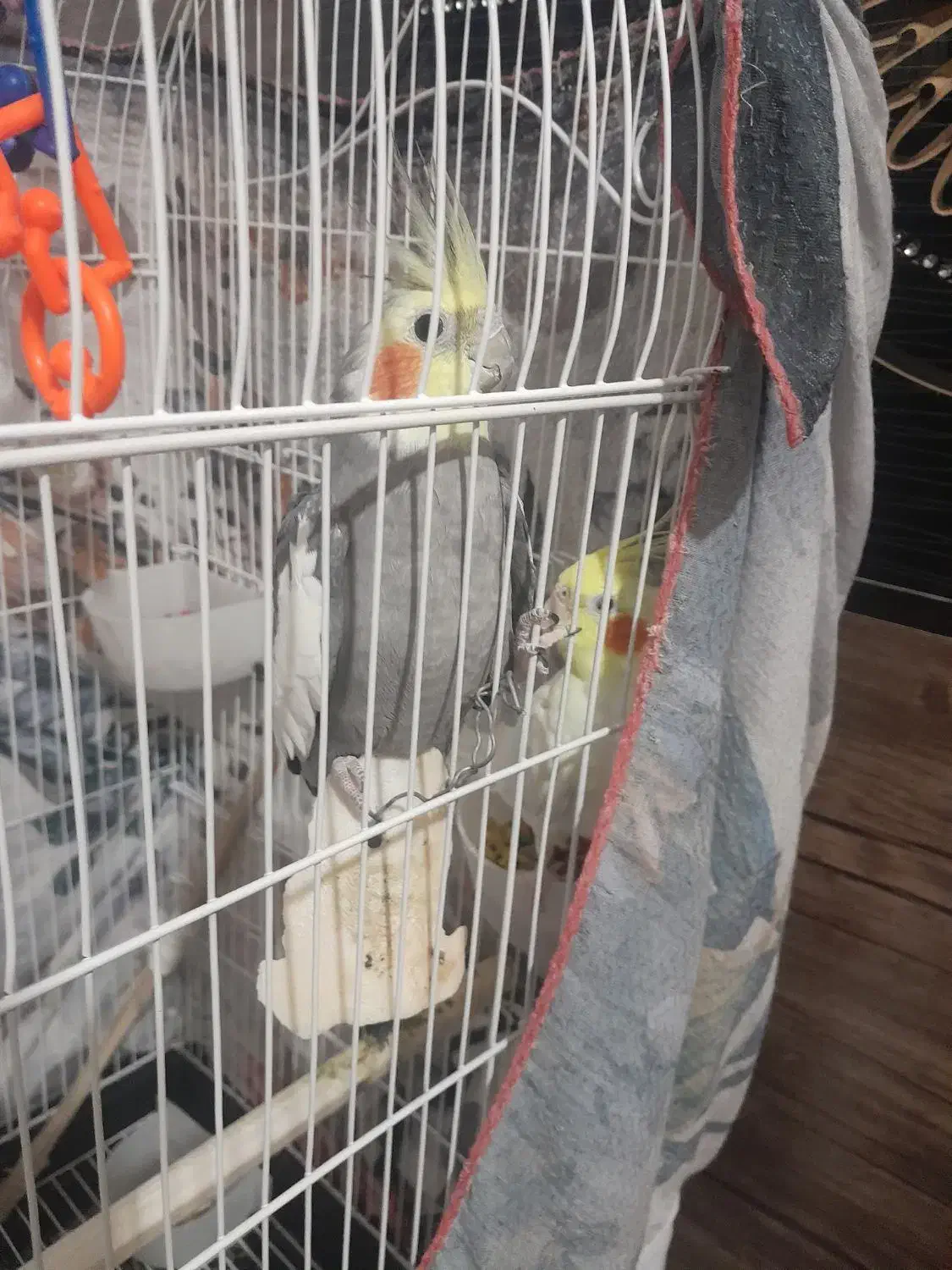 پرنده|پرنده|صباشهر, |دیوار