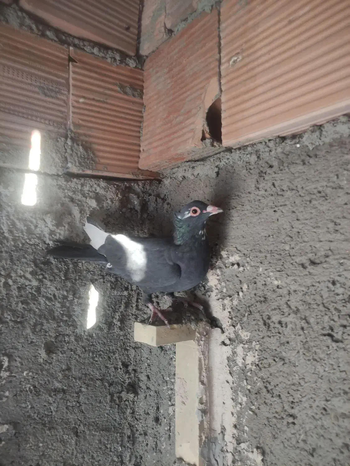 سهتا پلنگ دوتاکلای  یک کوسه سوراخی|پرنده|کرمان, |دیوار