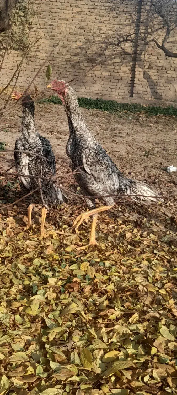 چهار عدد جوجه لاری اوشامای هندی|حیوانات مزرعه|خوی, |دیوار