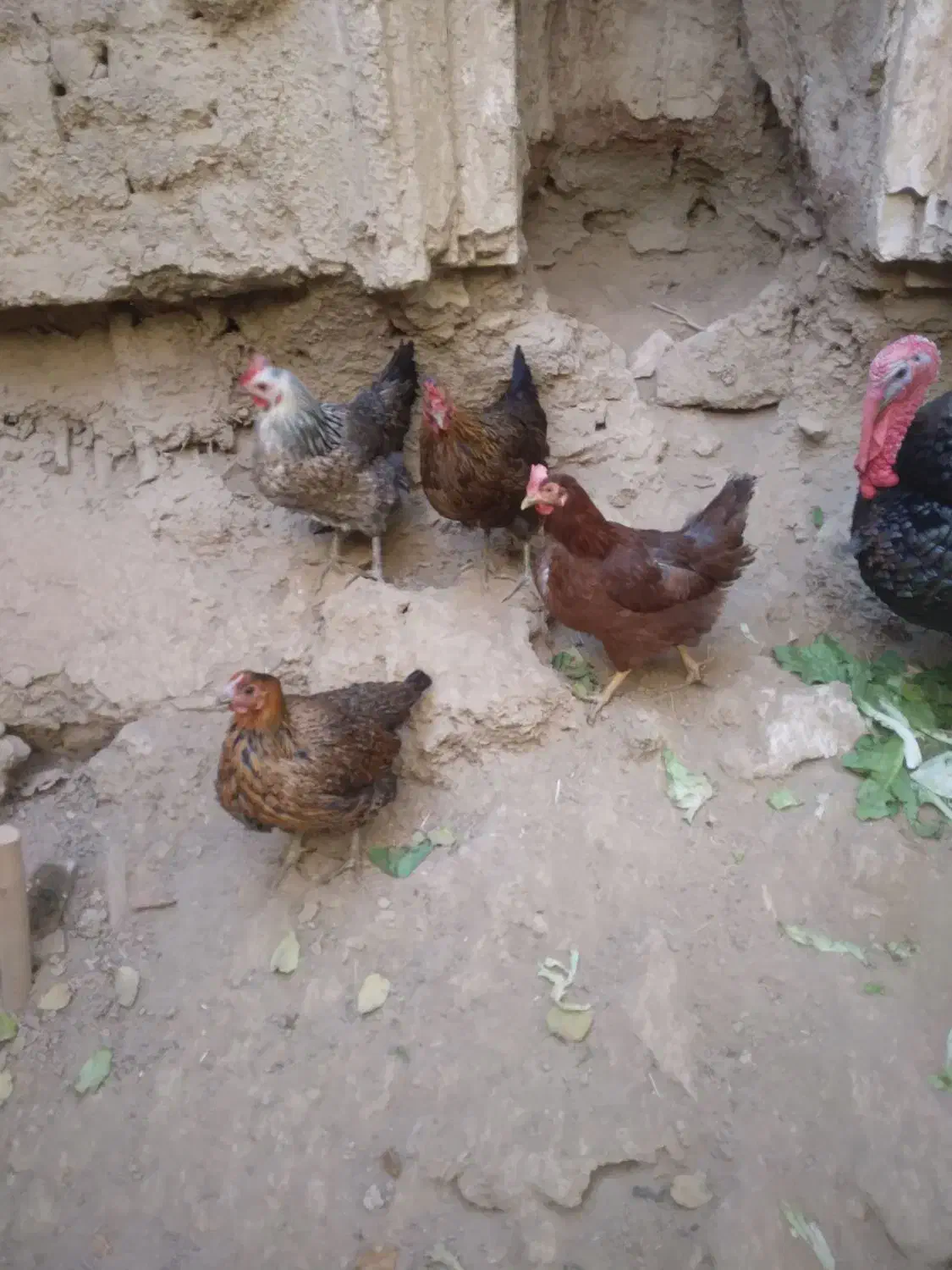 مرغ یک ساله|حیوانات مزرعه|نوبران, |دیوار