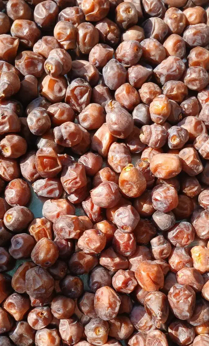 خرما گَنتار،کیلویی ۱۲۰۰۰۰ تومان|خوردنی و آشامیدنی|داراب, |دیوار