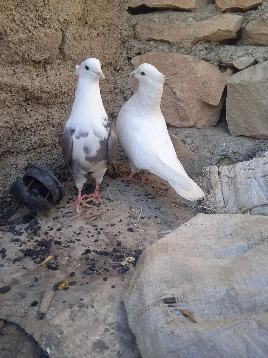 نرو ماده اسبی شونی|پرنده|چگنی, |دیوار