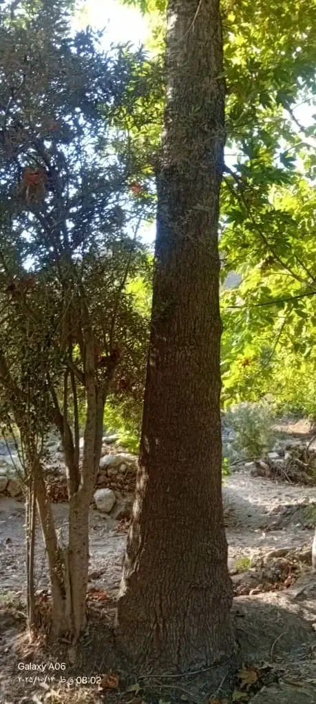 خرید چوب صنوبر ومیوه ای|عمده‌فروشی|سنگر, |دیوار