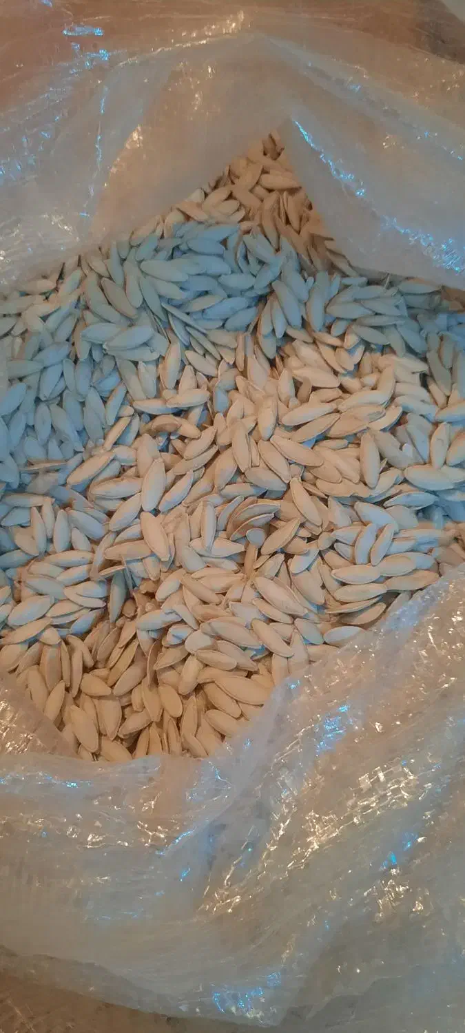 تخم کدو(زبان ماری)|عمده‌فروشی|سده (فارس), |دیوار