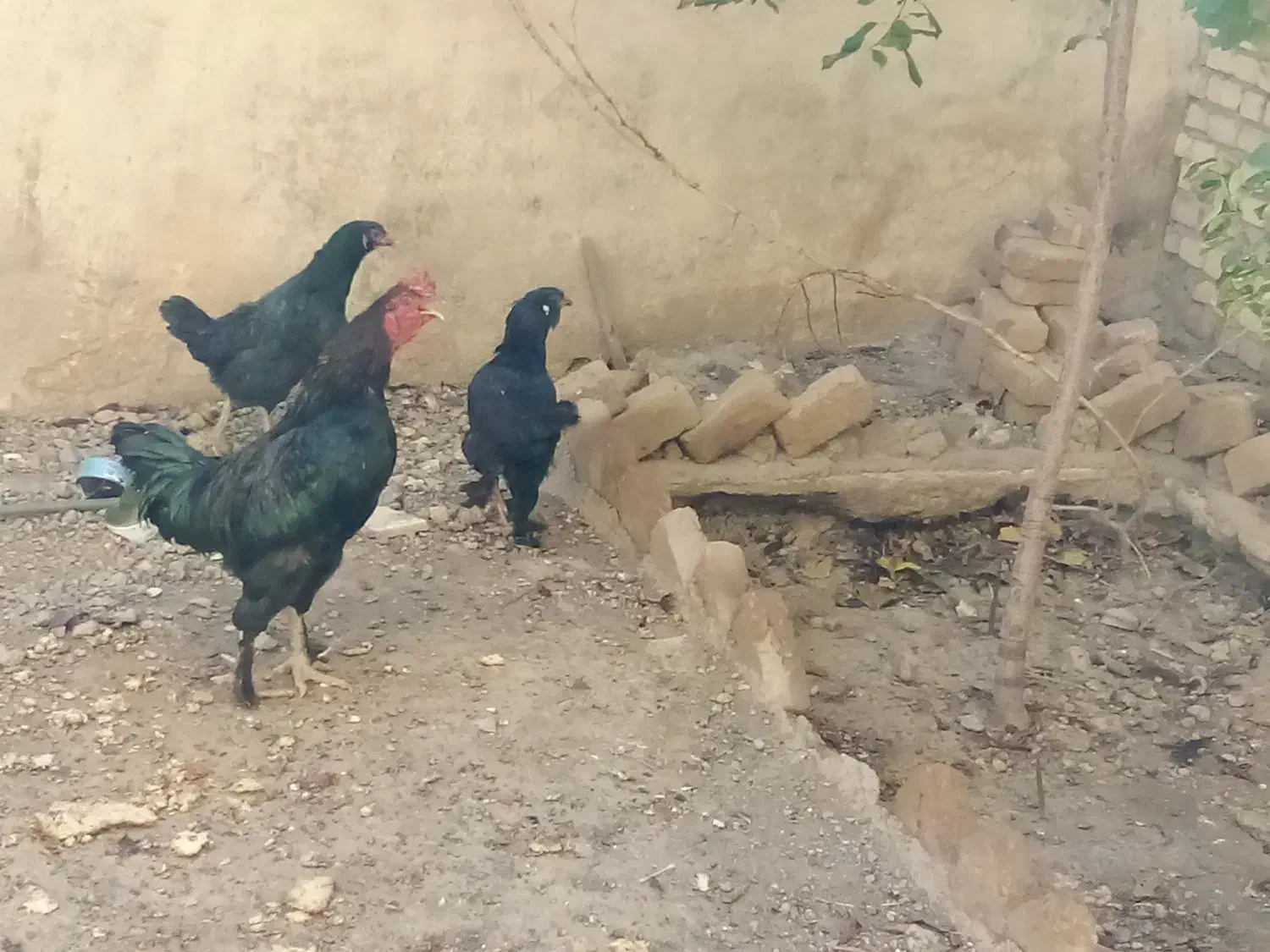 مرندقره سی|حیوانات مزرعه|مرند, |دیوار