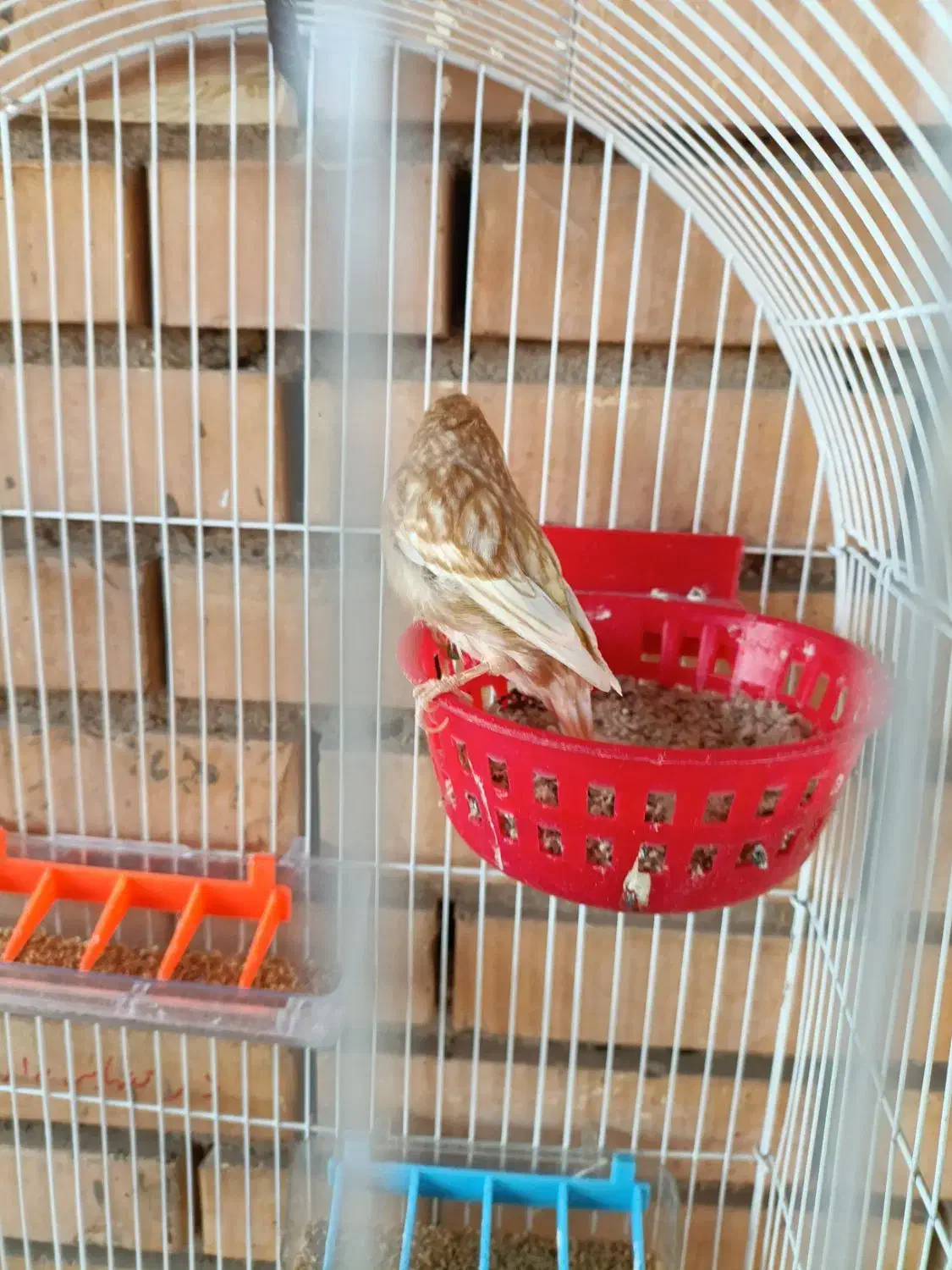 ماده قناری درجه یک آماده چشم شرابی|پرنده|گتوند, |دیوار