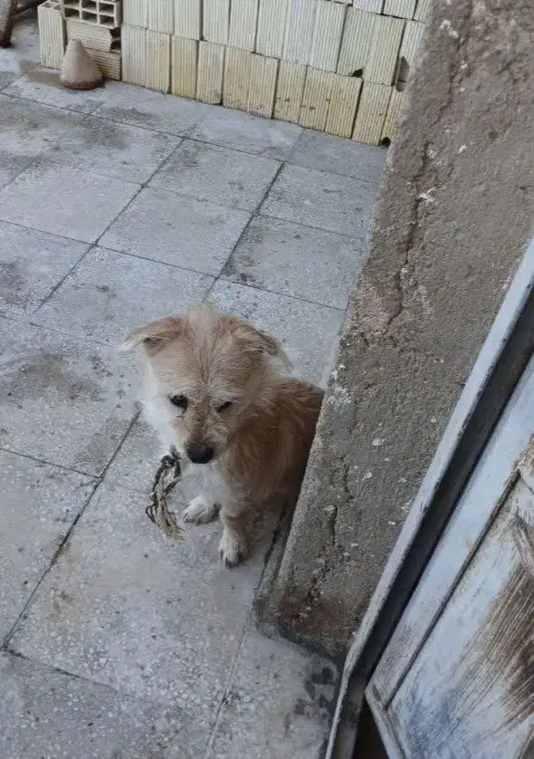 سگ پاکوتاه گمشده|حیوانات|مهریز, |دیوار