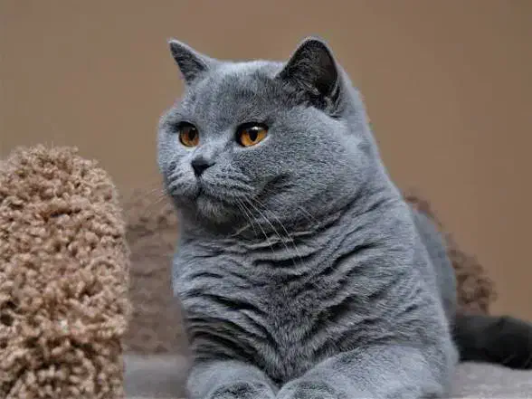 گربه اسکاتیش بیریتیش بلو|گربه|تهران, جنت‌آباد شمالی|دیوار