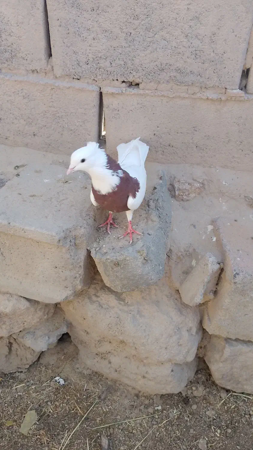 کفتر طوقی|پرنده|شهر بابک, |دیوار