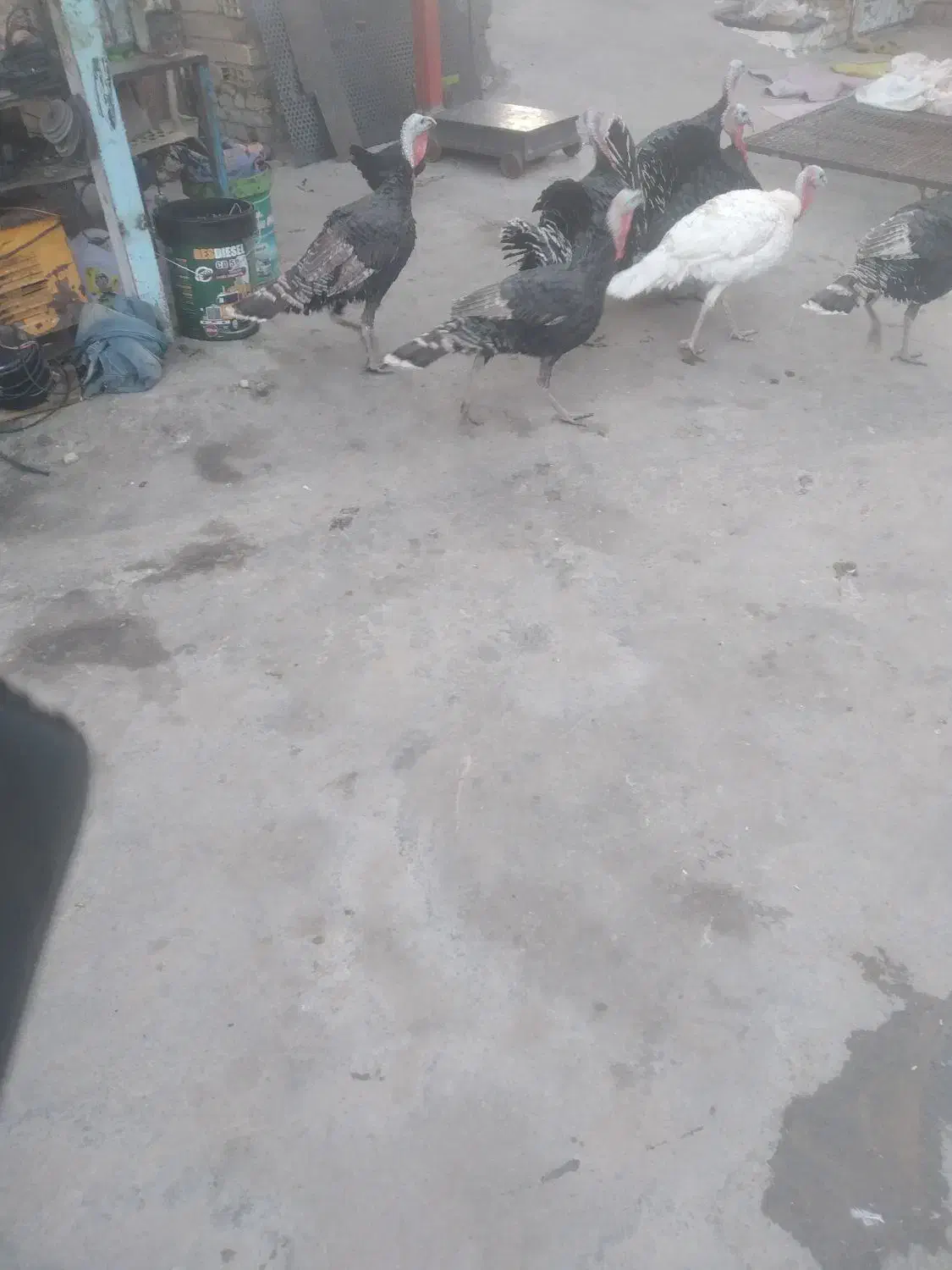 بوقلمون|پرنده|شیروان (لرستان), |دیوار