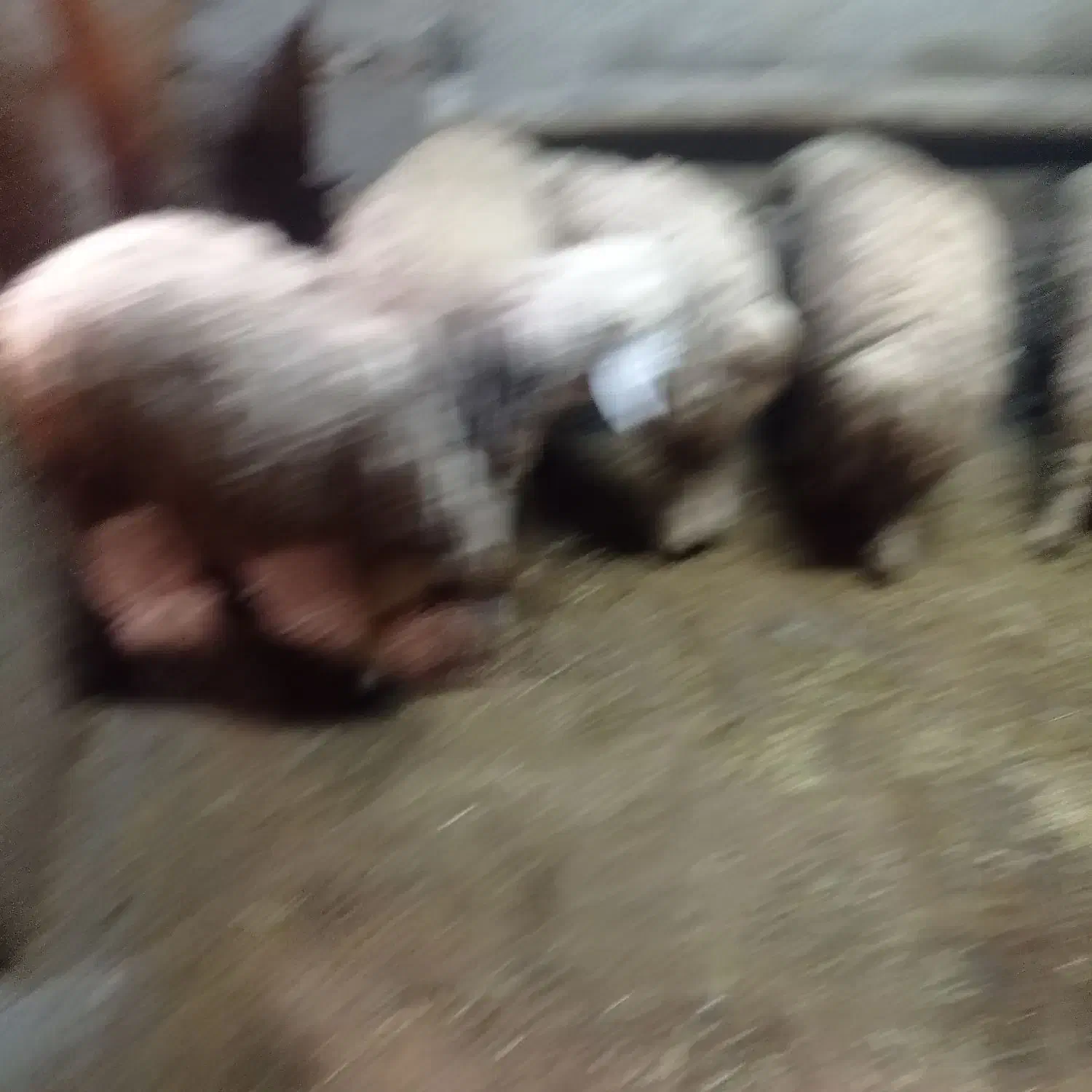 کاوه نر|حیوانات مزرعه|سیلاخور, |دیوار