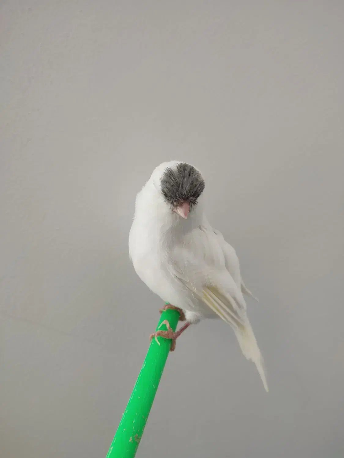 قناری نر زیبا|پرنده|گنبد کاووس, |دیوار