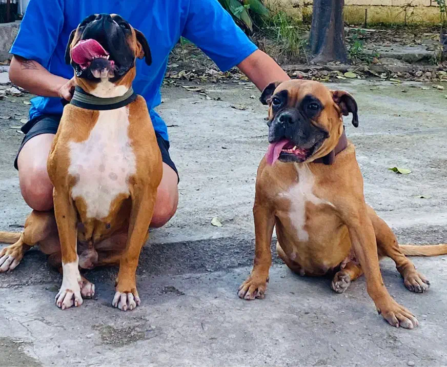 واگذاری جفت سگ باکسر|سگ|چالوس, |دیوار