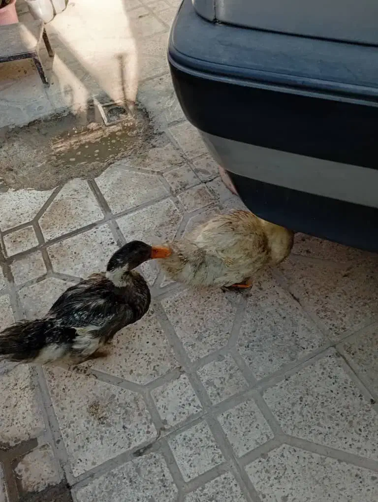 دو عدد جوجه اردک ۴ ماهه|حیوانات مزرعه|داراب, |دیوار