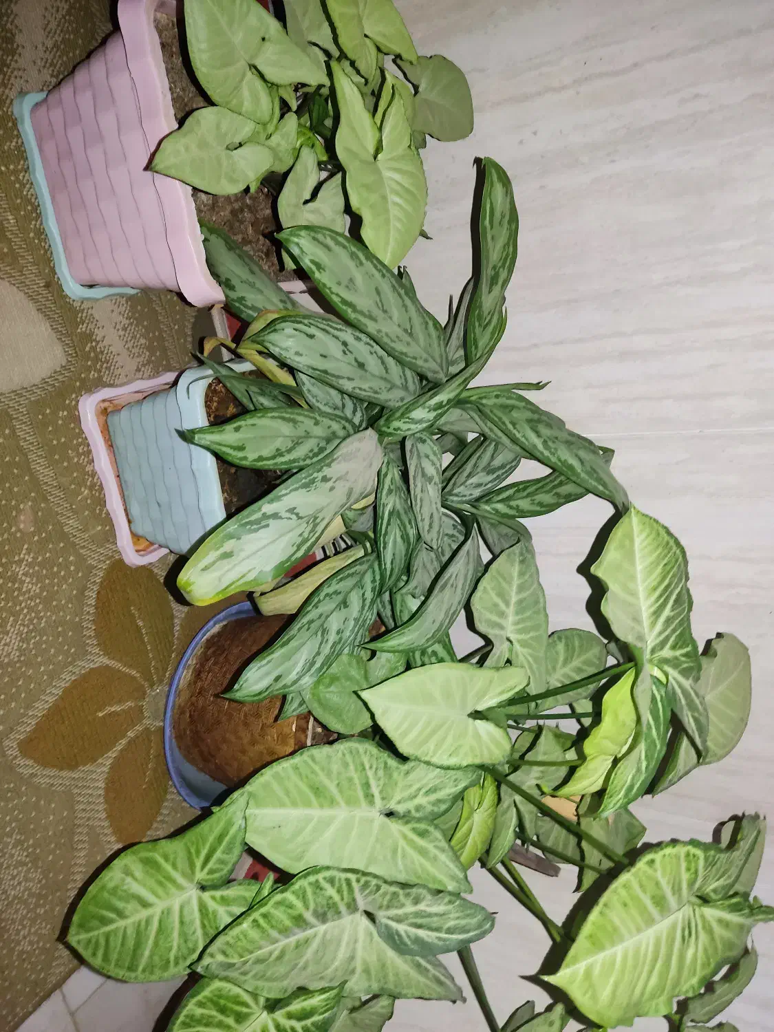 گل طبیعی|گل و گیاه طبیعی|سنقر, |دیوار