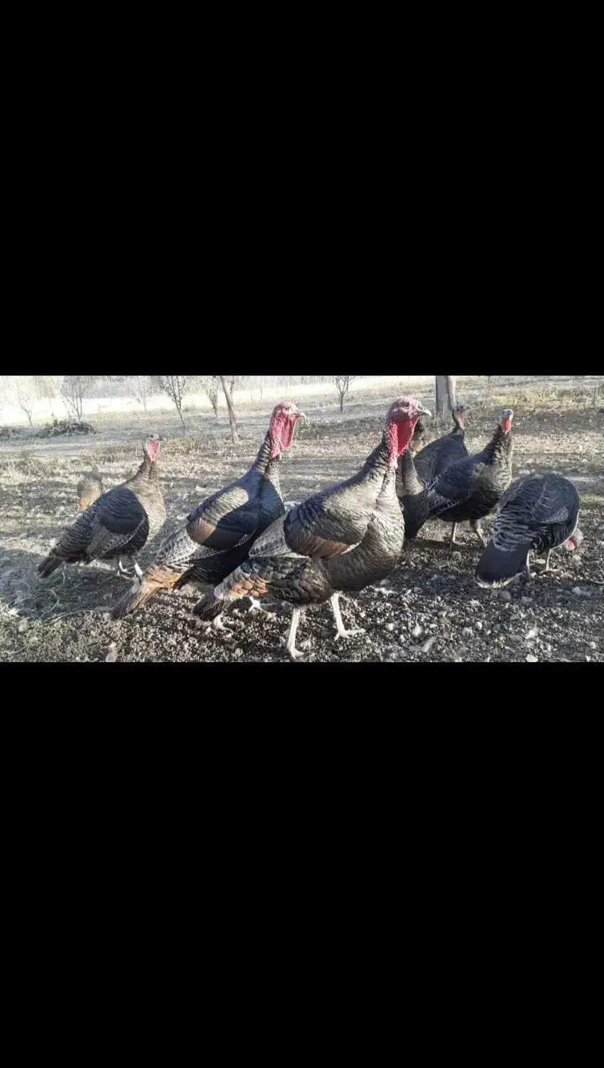 بوقلمون|حیوانات مزرعه|لوندویل, |دیوار