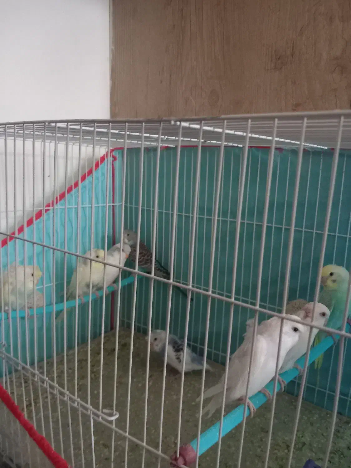 مرغ عشق|پرنده|بردسکن, |دیوار