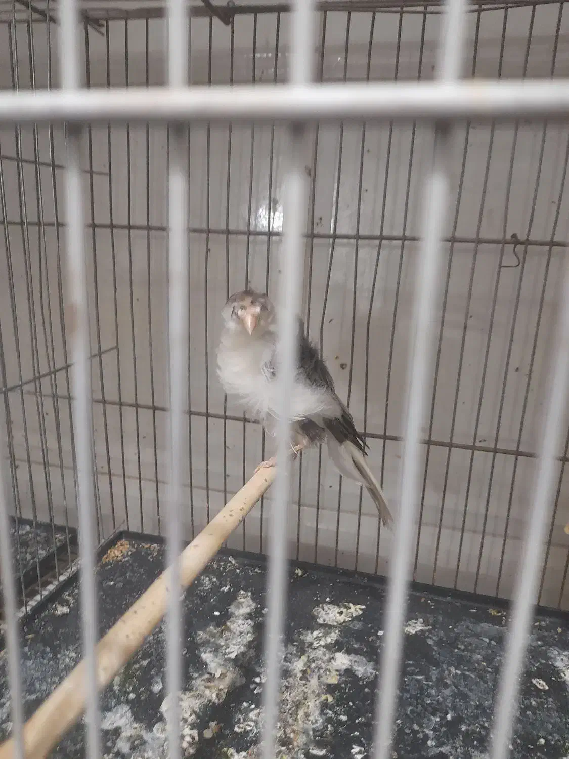 قناری|پرنده|یزد, |دیوار