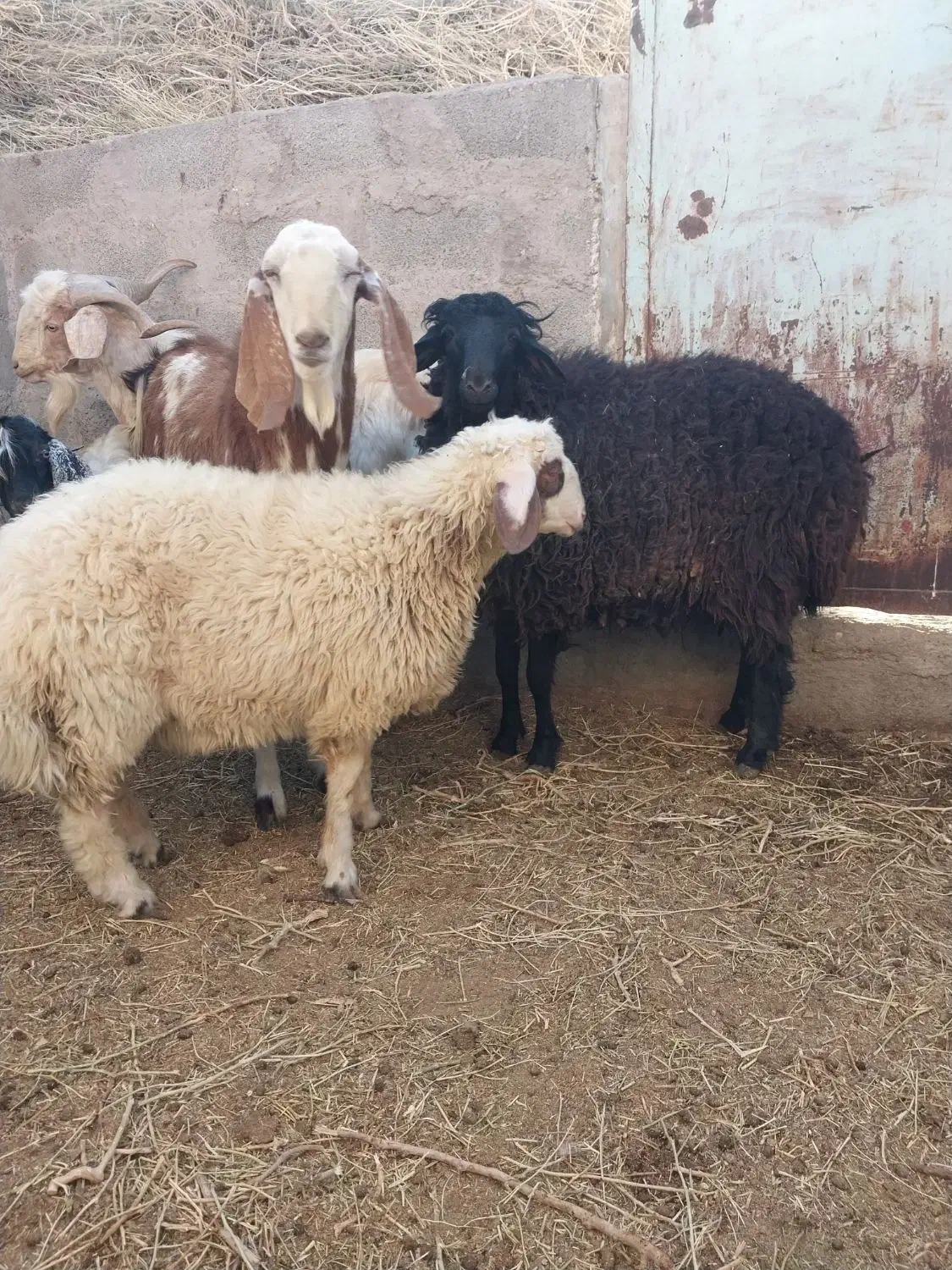 بره و کره چاق گوشتی (جگر و شاخی مجانی)|حیوانات مزرعه|رفسنجان, |دیوار