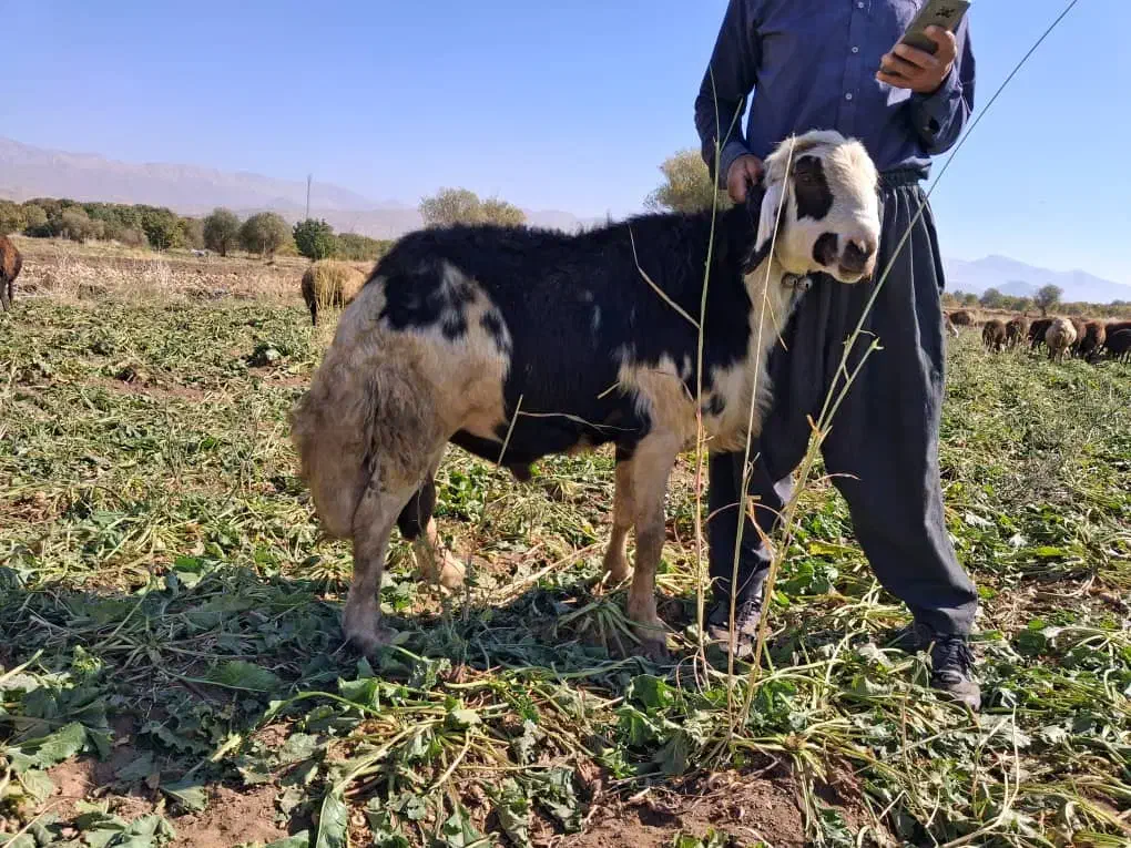 یک راس قوچ پلنگی اصل  خال سیاه.شیر دار ..جوان|حیوانات مزرعه|مشهد, رضاییه|دیوار