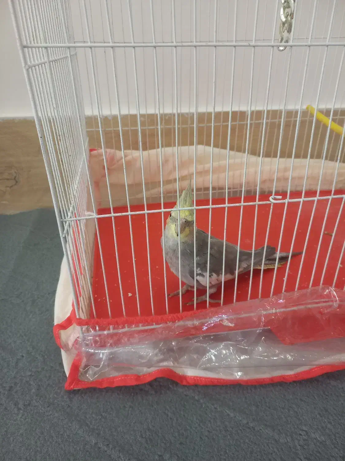 عروس هلندی نر با قفس|پرنده|مشهد, شهرک مهرگان|دیوار