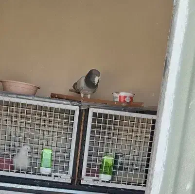 کفتر سبز دم سفید گم شد|حیوانات|رباط‌کریم, رباط‌کریم|دیوار