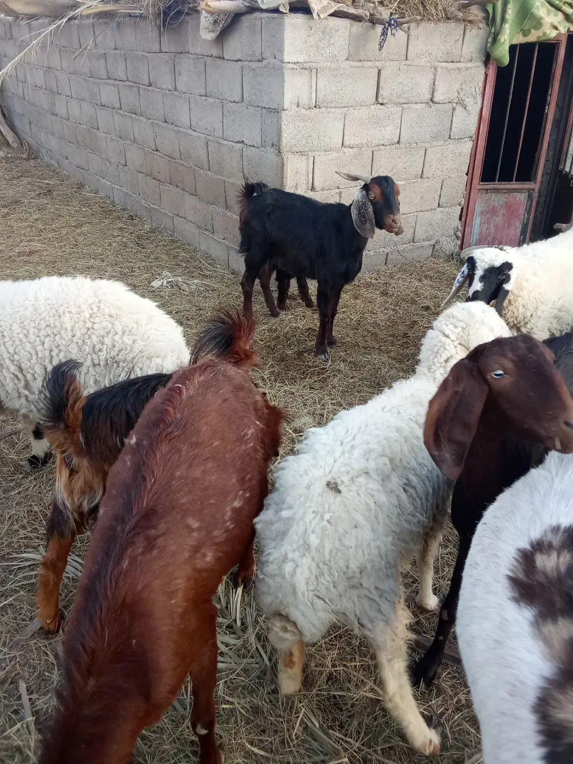 بز فروشی|حیوانات مزرعه|بم, |دیوار