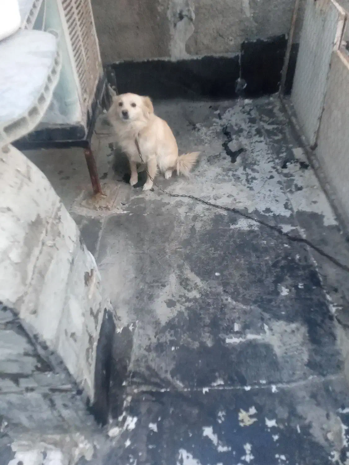 سگ ماده اشپیتز ۲ساله|سگ|وحیدیه, |دیوار