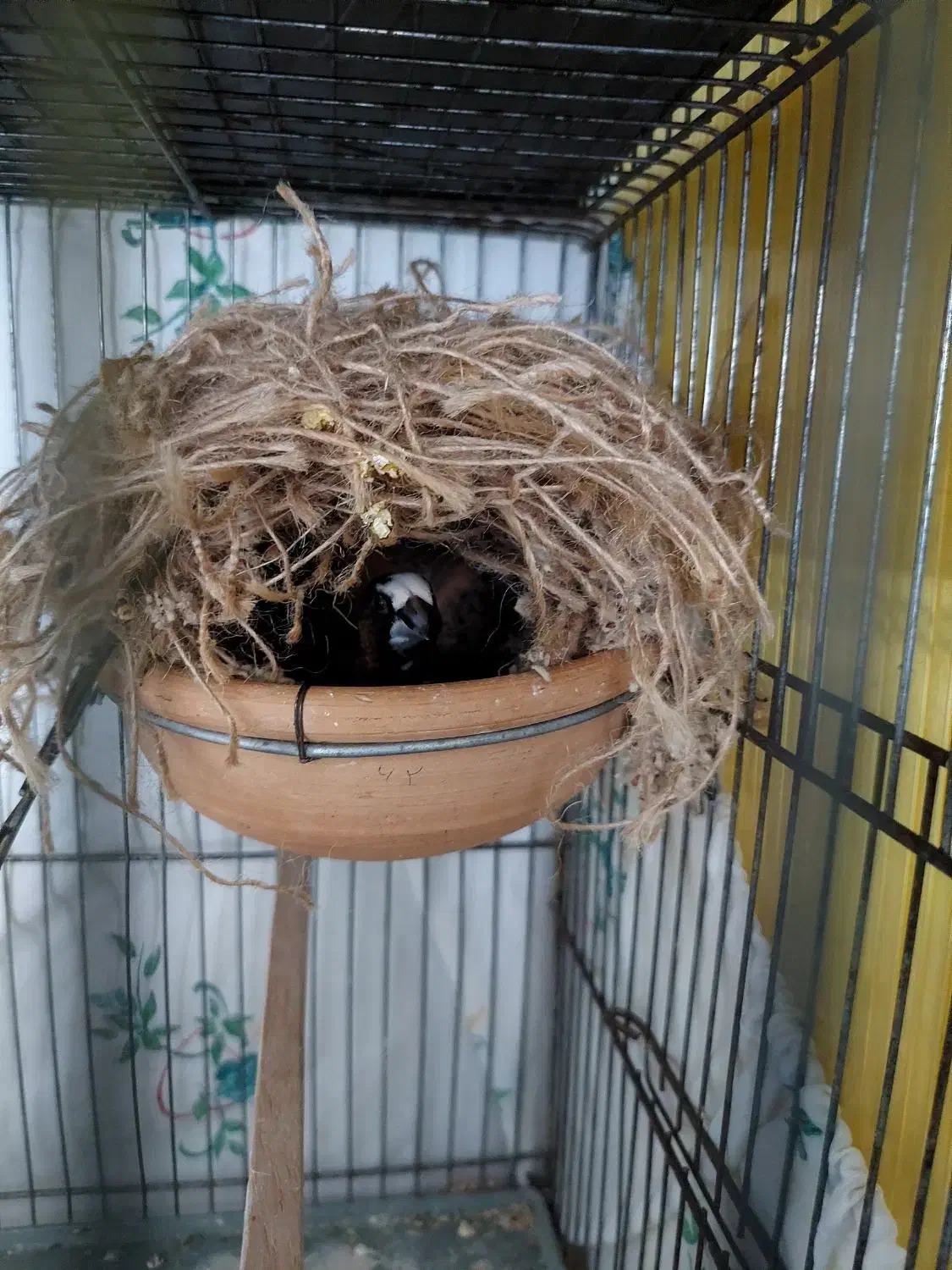 فنچ بنگالی|پرنده|کرج, کمال‌شهر|دیوار