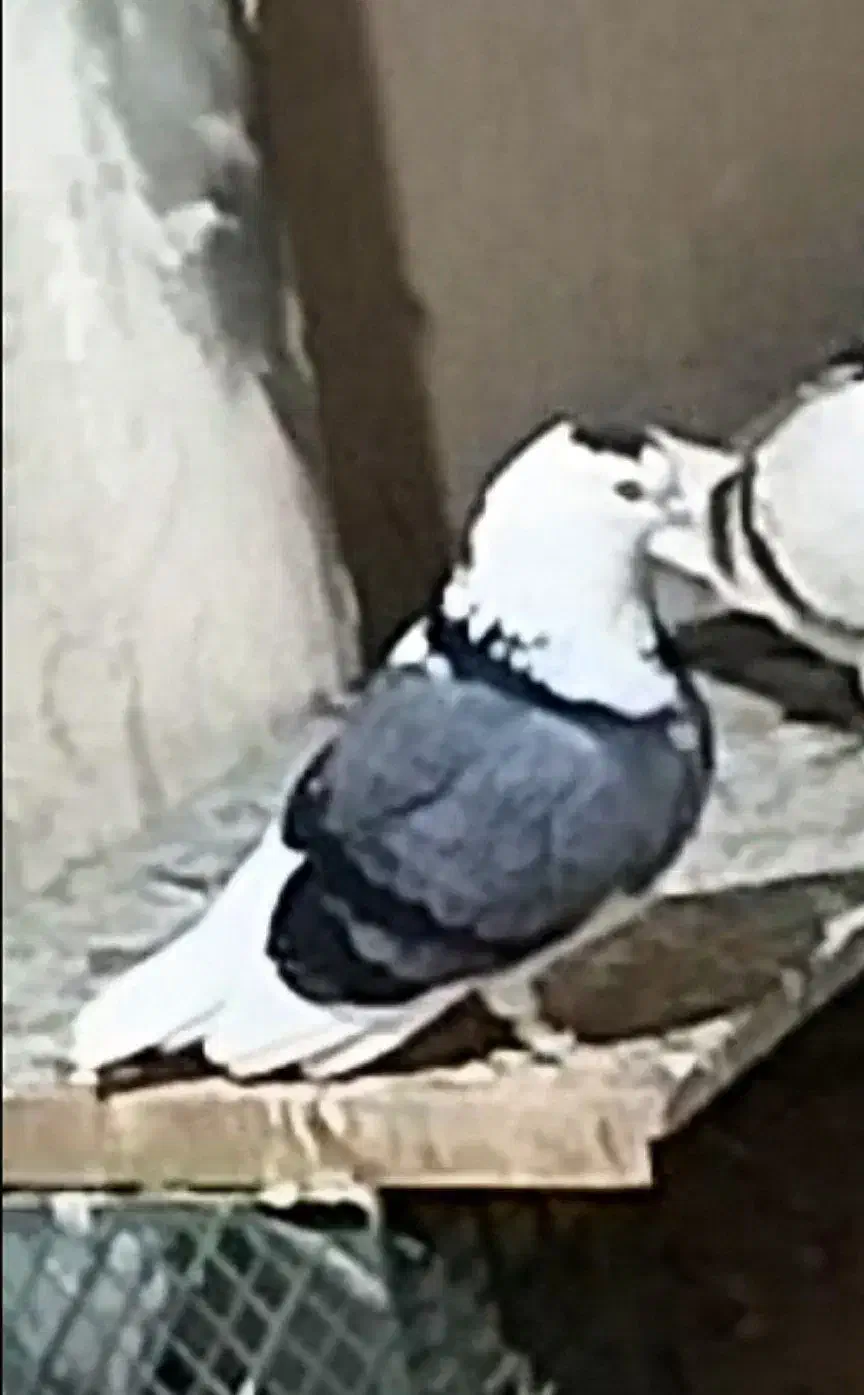 طوق پشت سبز باخت خورده|پرنده|چناران, |دیوار