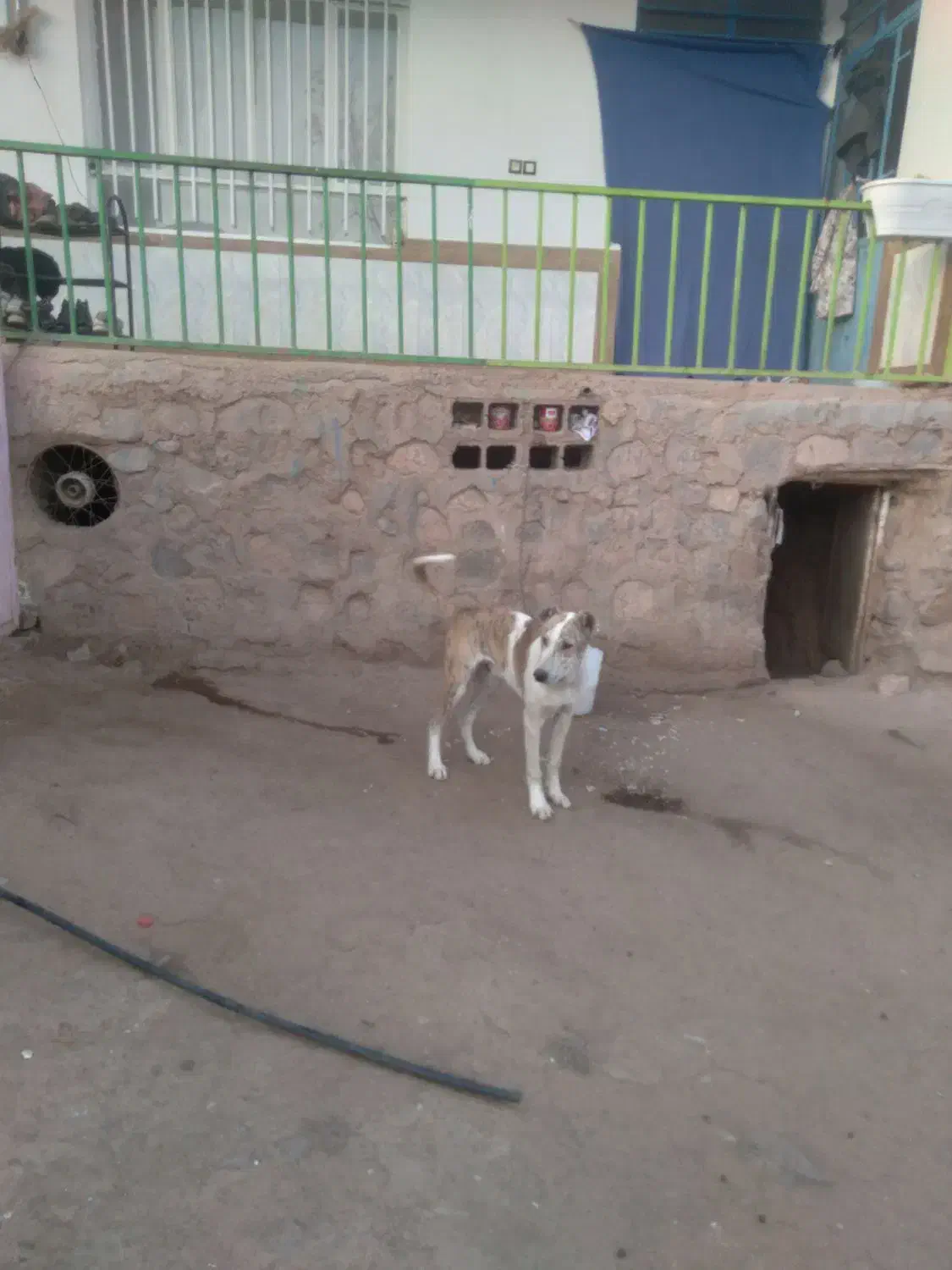 گچوگ خود دارم|حیوانات|تربت جام, میان جام|دیوار