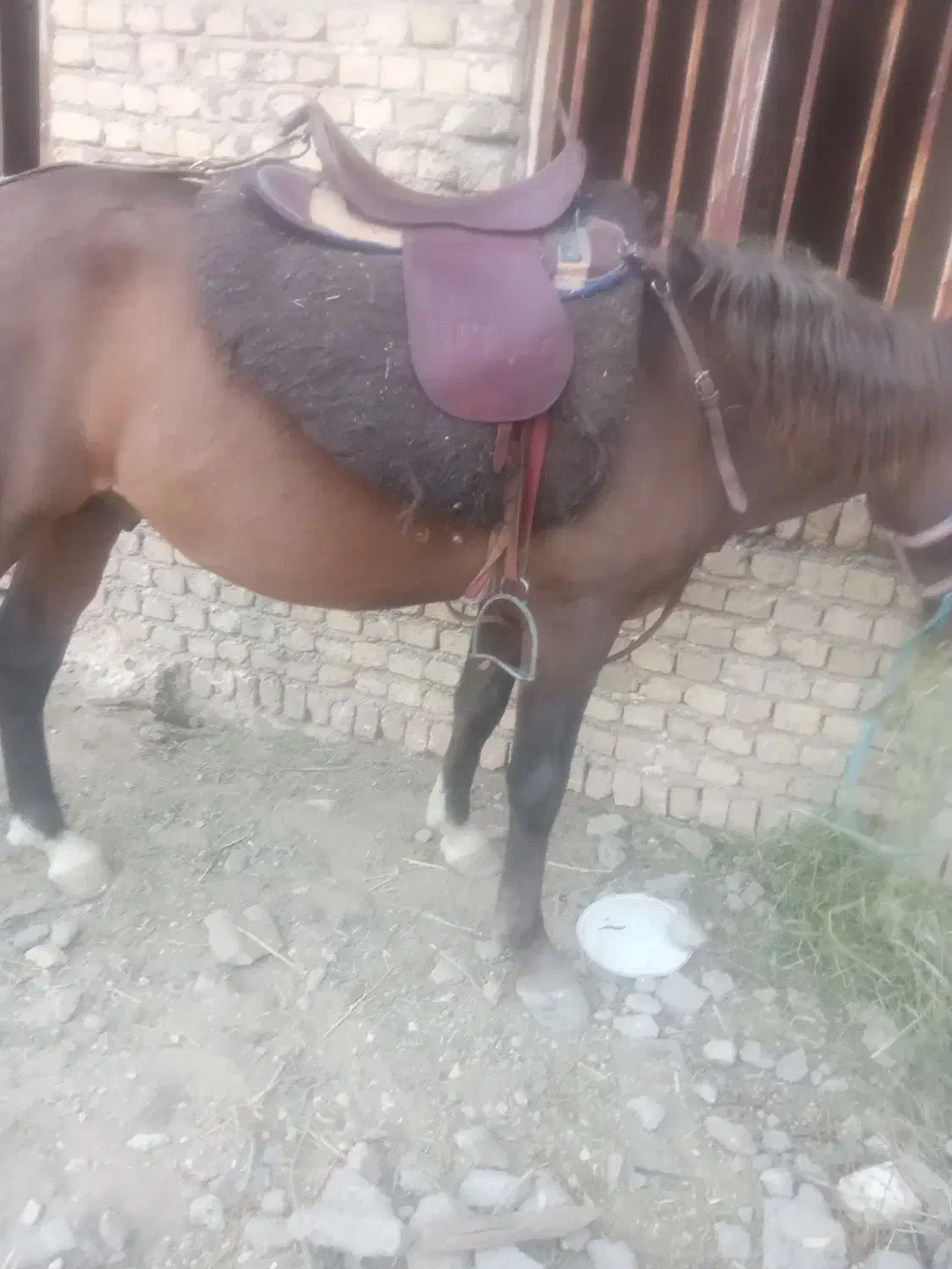 اسب یورقه۳۰ملیون|اسب و تجهیزات اسب‌سواری|مشهد, فردوسی|دیوار