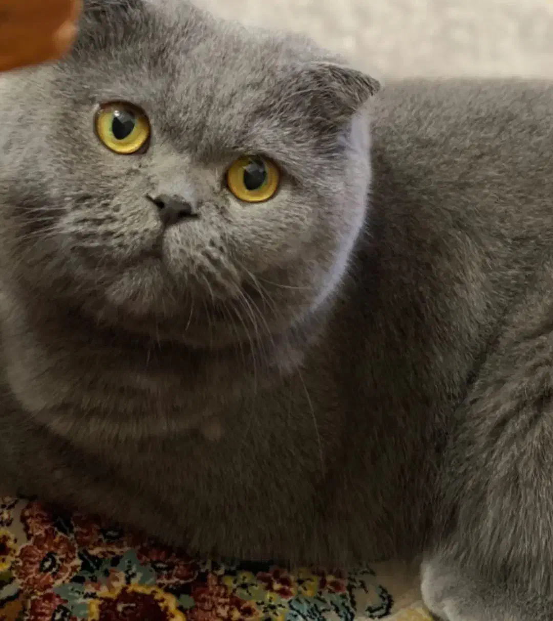 فروش فوری گربه نژاد دار|گربه|سمنان, |دیوار