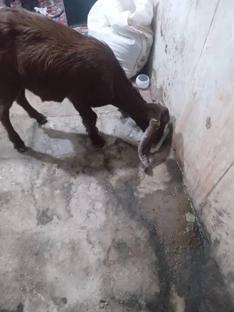 بز عربی برای فروش|حیوانات مزرعه|خرمشهر, |دیوار