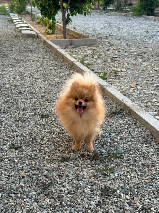 موتور یا گوشی معاوضه با پامرانین ماده اصیل وارداتی|سگ|شهریار, شهرک شاهد|دیوار