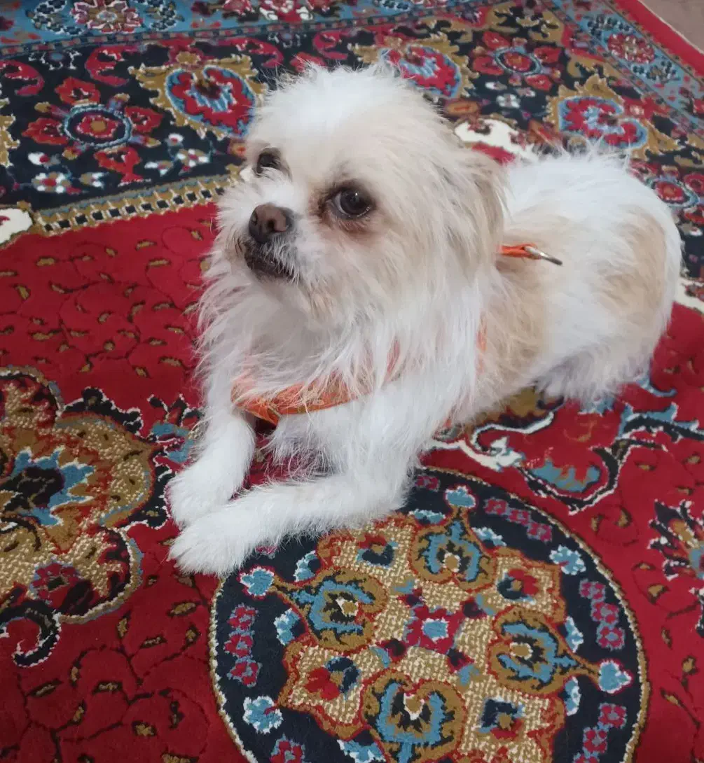 سگ خونگی|سگ|تاکستان, |دیوار