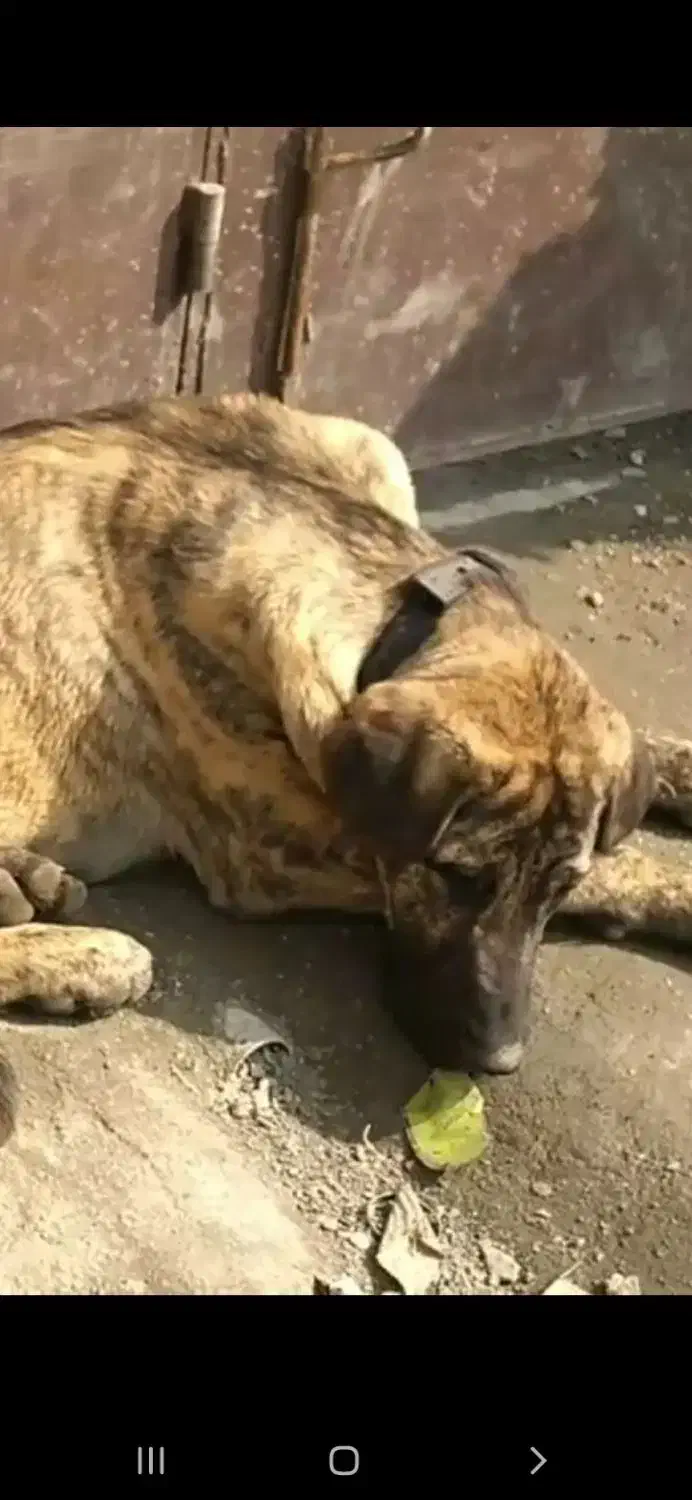 سلام دوستان این سگ گمشده|حیوانات|شاندیز, |دیوار