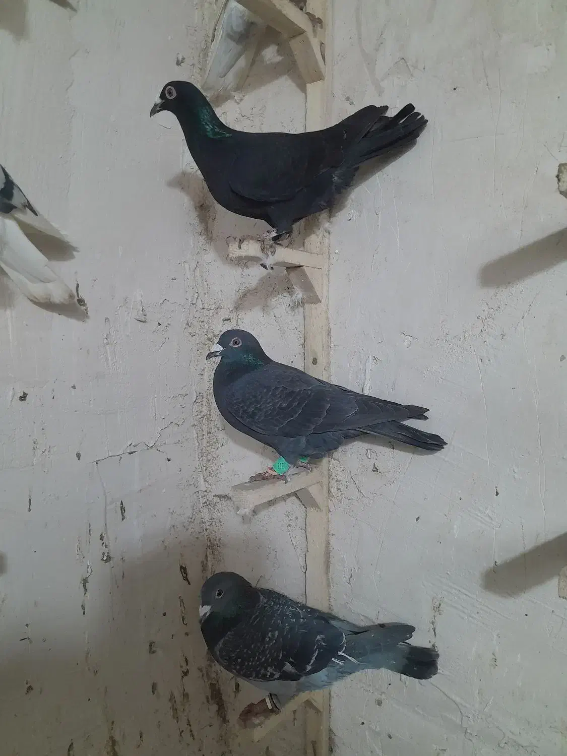 سه تاکبوتر|پرنده|شیروان (خراسان), |دیوار