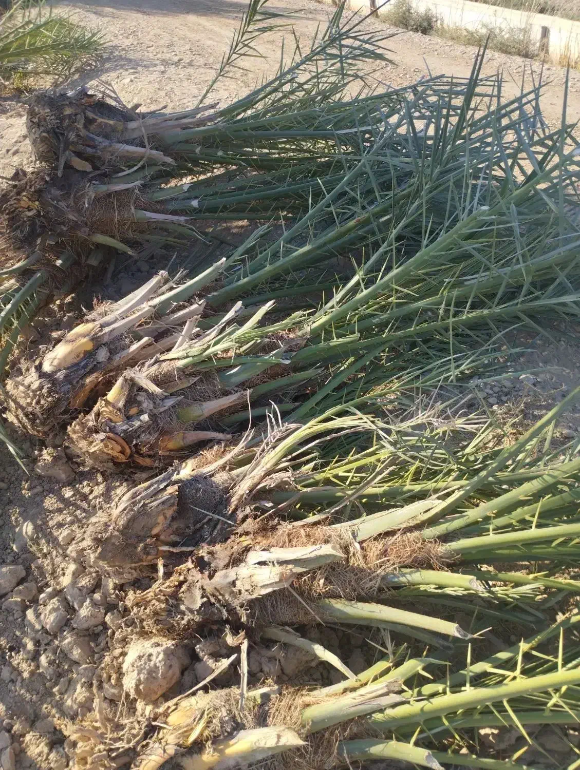 خدمات نخل صفر تا صد . پاجوش نخل موجود است|خدمات باغبانی و درختکاری|رامشیر, |دیوار