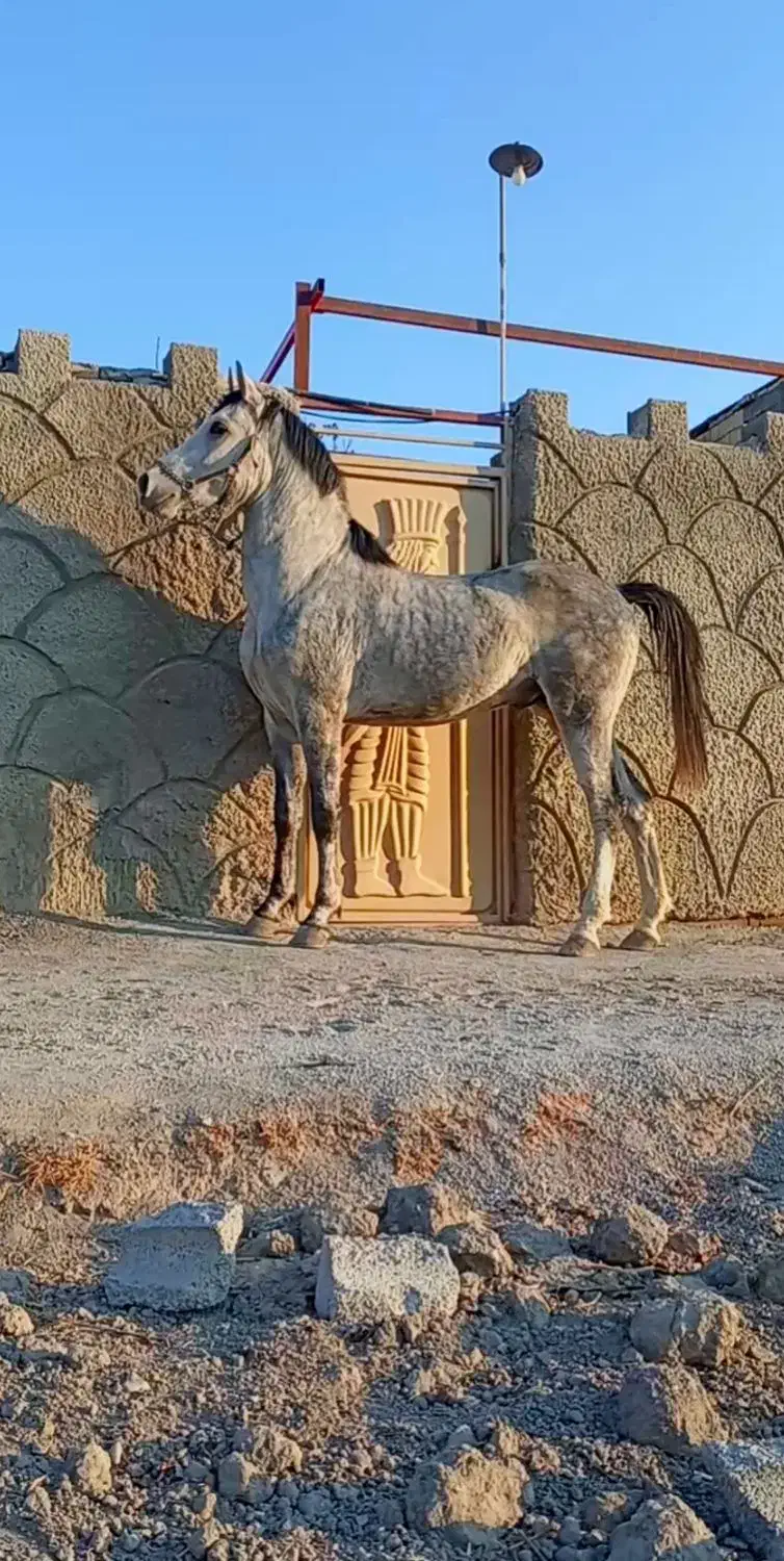 فروشی|اسب و تجهیزات اسب‌سواری|فلاورجان, |دیوار