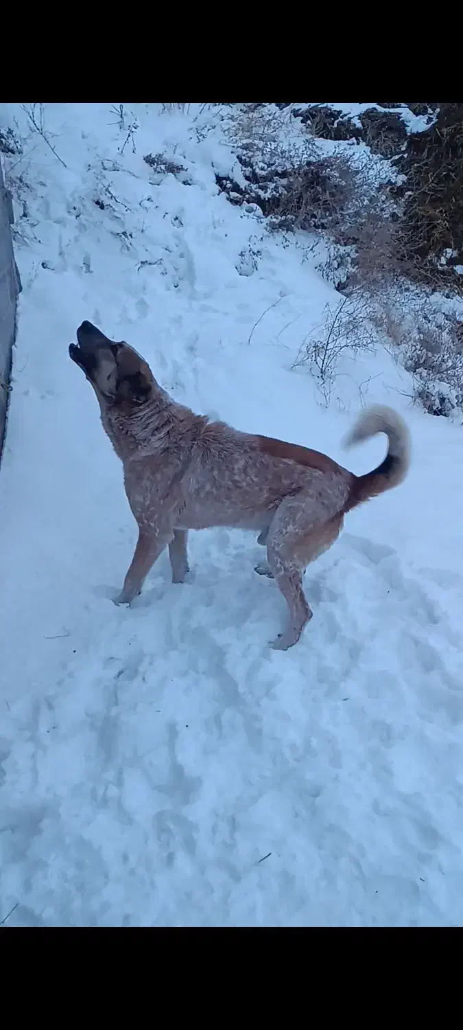 سگ‌نگهبان|سگ|بستان آباد, |دیوار