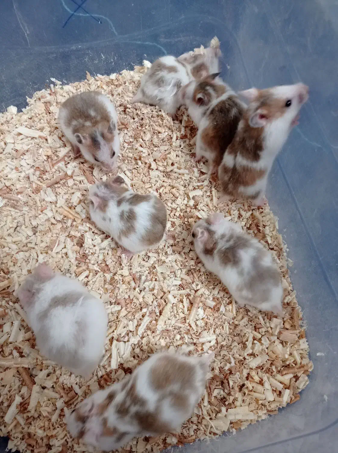 همستر|موش و خرگوش|قم, پردیسان|دیوار