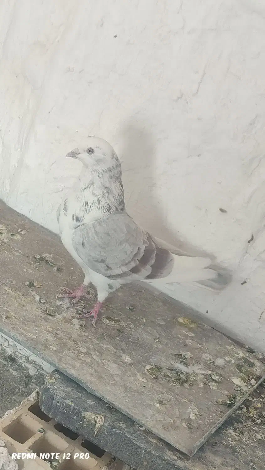 ۶عدد کفتر خوب پرشی|پرنده|سیرجان, |دیوار