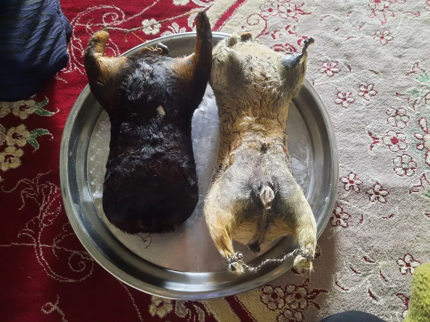 هیزه|ظروف نگهدارنده، پلاستیکی، یکبارمصرف|کوهدشت, |دیوار