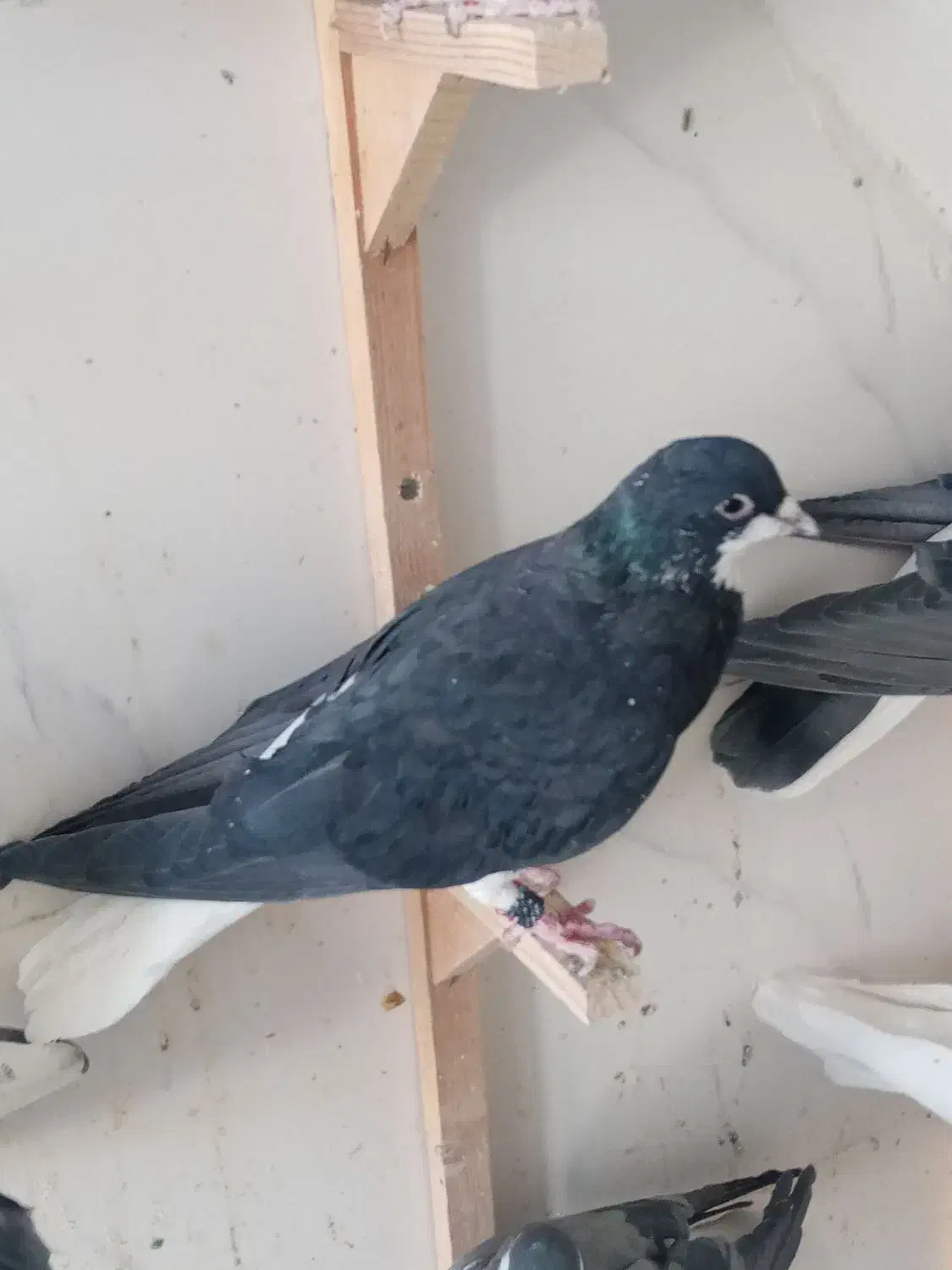 کفتر فروشی|پرنده|شیراز, حجت آباد|دیوار