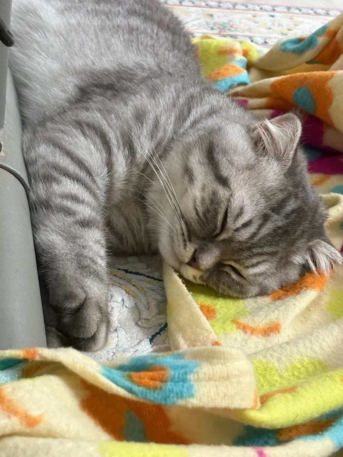 گربه بریتیش و اسکاتیش|گربه|ایرانشهر, |دیوار